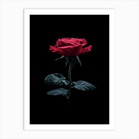 Red Rose On Black Background 18 Art Print