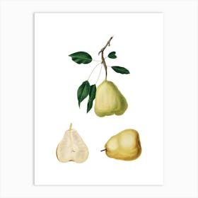Vintage Pear Botanical Illustration on Pure White n.0623 Art Print