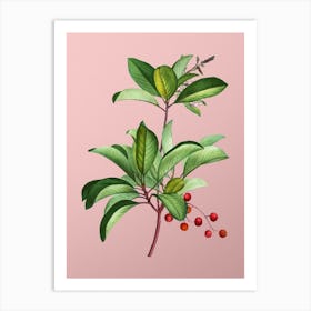 Vintage Greek Strawberry Tree Botanical on Soft Pink n.0223 Art Print