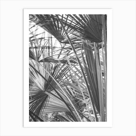 Palm Trees In Black And White 1 Art Print