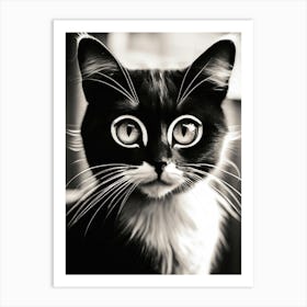 Black And White Panda Cat Art Print