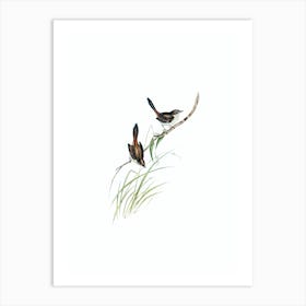 Vintage Red Rumped Wren Bird Illustration on Pure White n.0298 Art Print