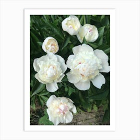 Img 4578  Peony paradise Art Print