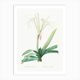 Pancratium Littorale, Pierre Joseph Redoute Art Print