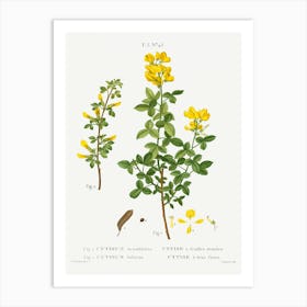 Common Cytisus, Pierre Joseph Redoute Art Print