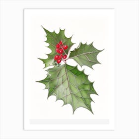 Holly Leaf Illustration Art Print