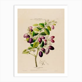 Plum Tree Art Print