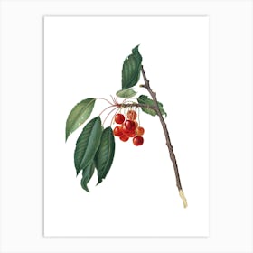 Vintage Cherry Botanical Illustration on Pure White n.0298 Art Print