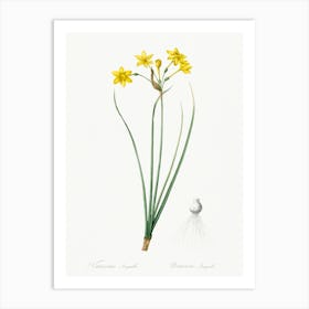 Rush Daffodil, Pierre Joseph Redoute Art Print