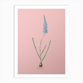 Vintage Ixia Cepacea Botanical on Soft Pink n.0485 Art Print