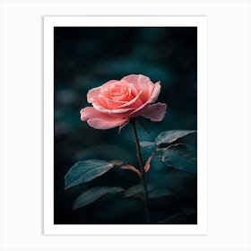 Pink Rose 39 Art Print