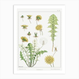 Dandelion From The Plant And Its Ornamental Applications (1896), Maurice Pillard Verneuil Art Print