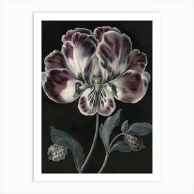 Pansy Art Print