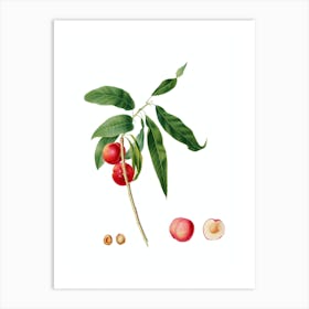Vintage Apricot Botanical Illustration on Pure White n.0869 Art Print