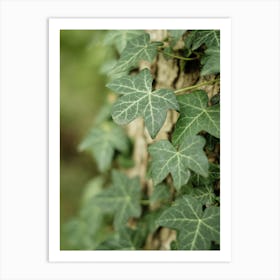 Green Ivy Leaves Climbing Up A Tree // Nature Photography Art Print