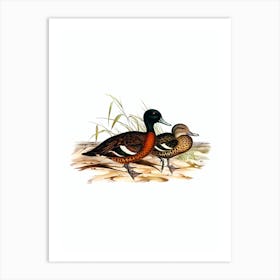 Vintage Chesnut Breasted Duck Bird Illustration on Pure White n.0231 Art Print