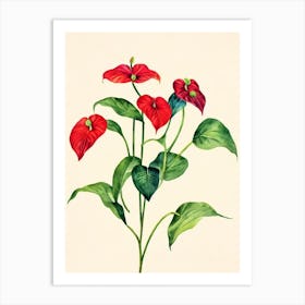 Anthurium Vintage Flowers Flower Art Print