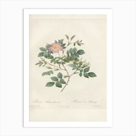 Rose Illustration, Pierre Joseph Redoute, Pierre Joseph Redoute(126) Art Print