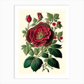 Wild Rose Wildflower Vintage Botanical 1 Art Print