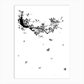 white and black cherry blossoms 1 Art Print