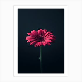 Gerbera 2 Art Print