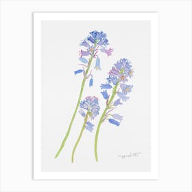 Spanish hyacinth Art Print