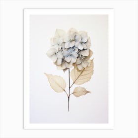 Pressed Flower Botanical Art Hydrangea 1 Art Print