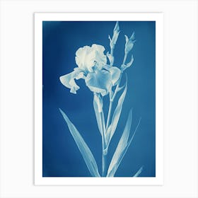 Iris VI Art Print