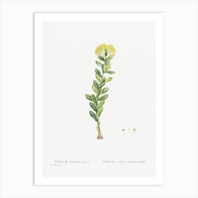 Sedum Rhodiola, Pierre Joseph Redoute Art Print