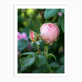 English Roses Painting Rosebud 3 Art Print
