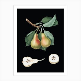 Vintage Pear Botanical Illustration on Solid Black n.0336 Art Print