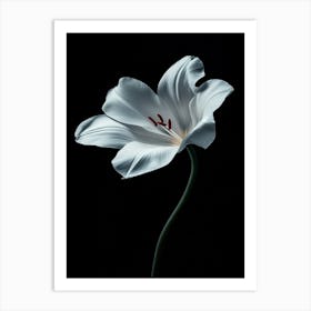 White Lily Art Print