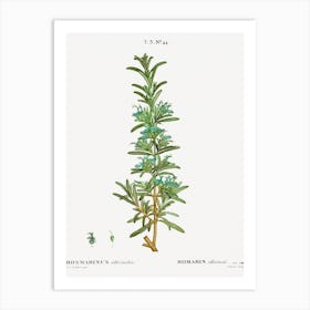 Rosemary, Pierre Joseph Redoute Art Print