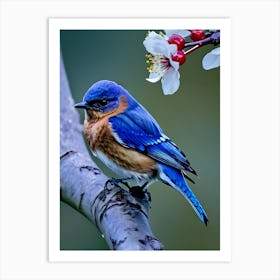 Eastern Bluebird-Reimagined 11 Art Print