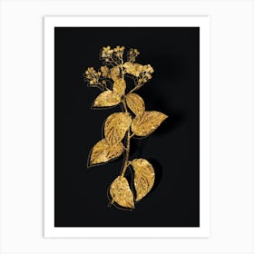 Vintage New Jersey Tea Botanical in Gold on Black n.0378 Art Print