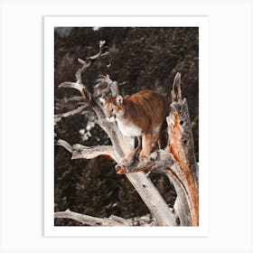 Mountain Lion In Tree Art Print