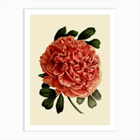 Peony 15 Art Print