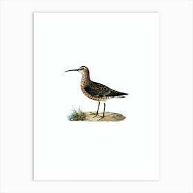 Vintage Curlew Sandpiper Bird Illustration on Pure White Art Print