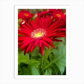 Red Gerbera Daisy - Photography Art Print