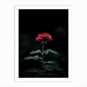 Dark Rose 159 Affiche