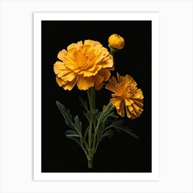 Carnations 8 Art Print