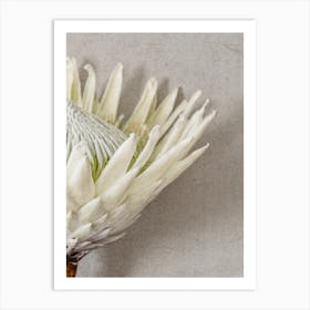 Protea Flower Art Print