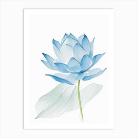 Blue Lotus Pencil Illustration 2 Art Print