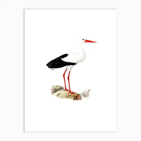 Vintage White Stork Bird Illustration on Pure White Art Print