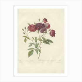 Rose Illustration, Pierre Joseph Redoute(104) Art Print