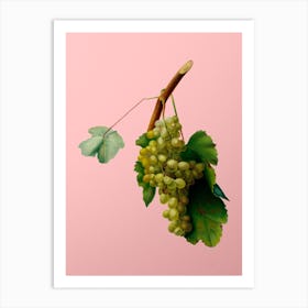 Vintage Grape Vine Botanical on Soft Pink 1 Art Print