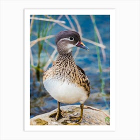 Wood Duck 20230108954pub Art Print