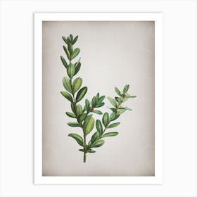 Vintage Buxus Colchica Bush Botanical on Parchment n.0270 Art Print