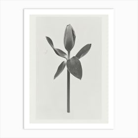 Tulip Flower Photo Collage 2 Art Print