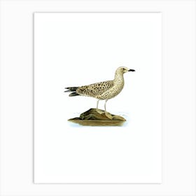 Vintage Leser Black Backed Gull Bird Illustration on Pure White Art Print